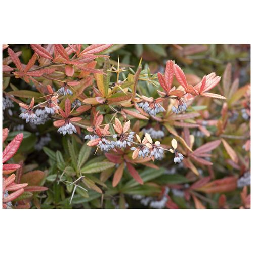 Berberis julianae, Immergrüne Berberitze, 25–30 cm