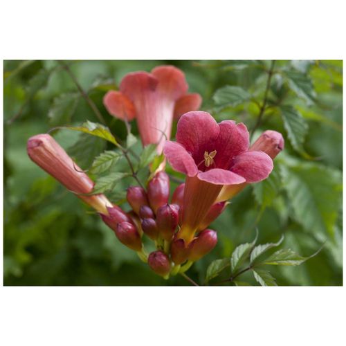 Campsis radicans 'Stromboli', Trompetenblume, leuchtend rot, 150–200 cm