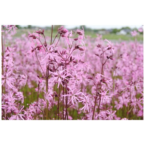 Lychnis flos-cuculi, Kuckuckslichtnelke, rosa, ca. 9x9 cm Topf