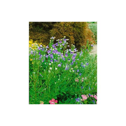 Platycodon grandiflorus 'Mariesii', Ballonblume, blau, ca. 9x9 cm Topf