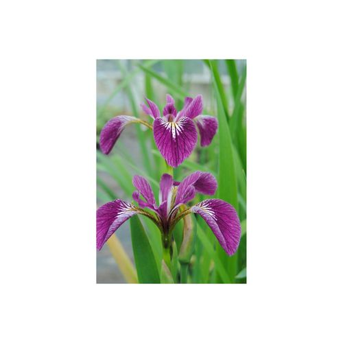 Iris versicolor 'Kermesina', Sumpf-Schwertlilie, karmesinrot, ca. 9x9 cm Topf
