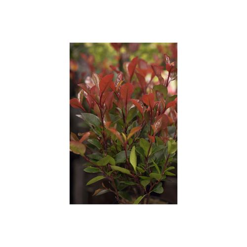 Photinia fraseri 'Little Red Robin', Glanzmispel, rot, 20–30 cm