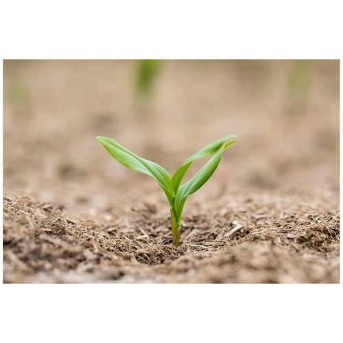 Polygonatum multiflorum, Salomonssiegel, ca. 9x9 cm Topf