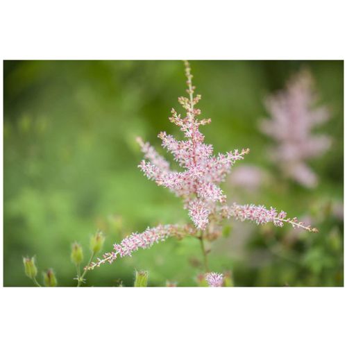 Astilbe glaberrima 'Hennie Graafland', rosa Blüten, ca. 9x9 cm Topf