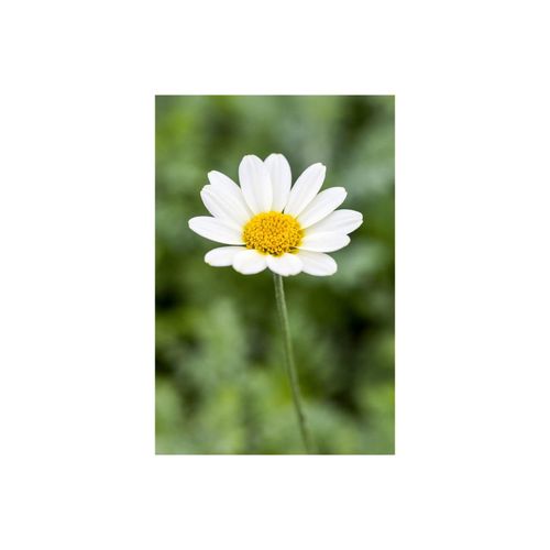 Anthemis tinctoria 'Sauce Hollandaise', Färberkamille, cremeweiß, ca. 9x9 cm Topf
