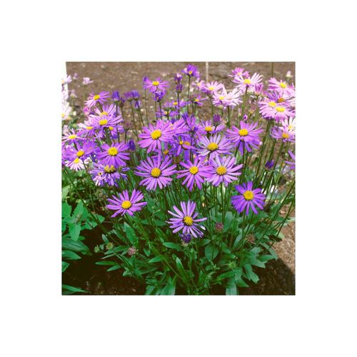 Aster tongolensis 'Berggarten', Bergaster, violett, ca. 9x9 cm Topf