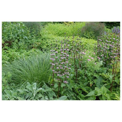 Phlomis tuberosa, Ziest, rosa Blüten, ca. 9x9 cm Topf