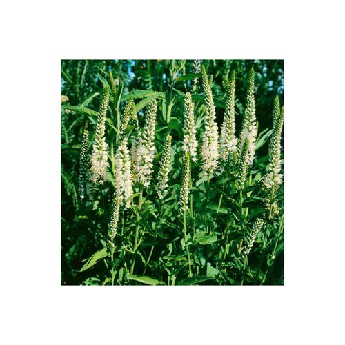 Veronica spicata 'Alba', Ehrenpreis, weiß, ca. 9x9 cm Topf