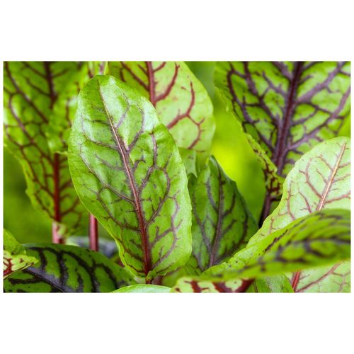 Rumex acetosa, Sauerampfer, ca. 9x9 cm Topf