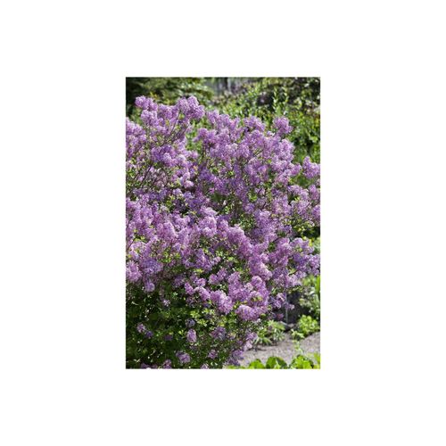 Syringa meyeri 'Lillifee' ®, Zwergflieder, lila, 30–40 cm