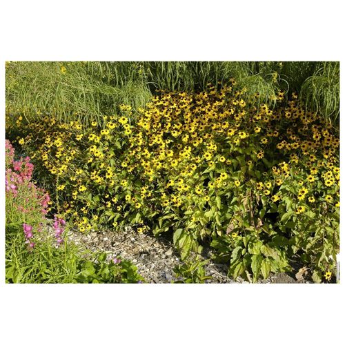 Rudbeckia triloba, Dreilappiger Sonnenhut, gelb, ca. 9x9 cm Topf