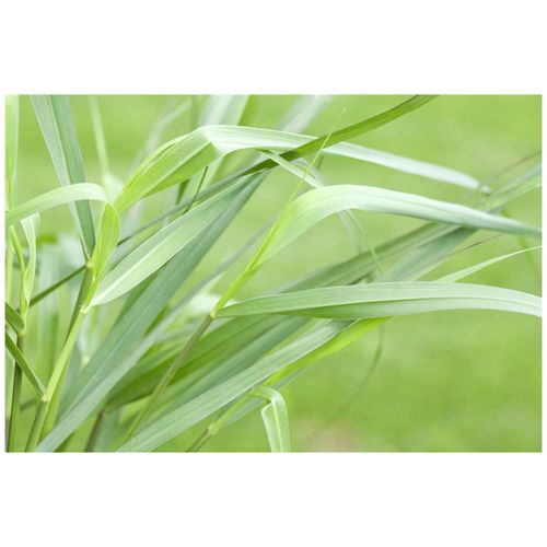 Panicum virgatum 'Hänse Herms', Rutenhirse, rot, ca. 9x9 cm Topf