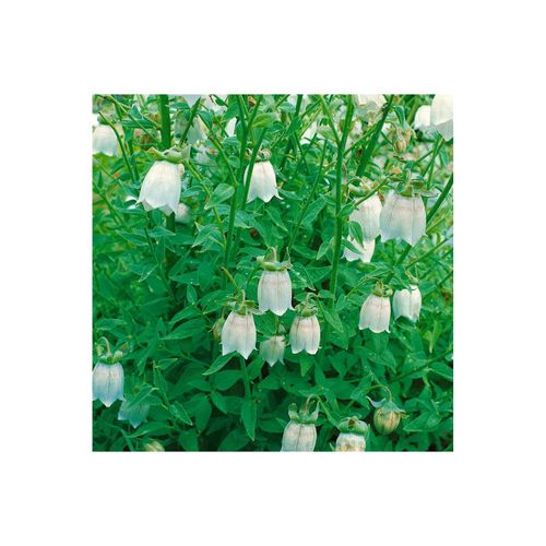 Codonopsis clematidea, Glockenwinde, blau, ca. 9x9 cm Topf