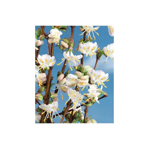 Lonicera purpusii 'Winter Beauty', Duft-Heckenkirsche, cremeweiß, 40–60 cm