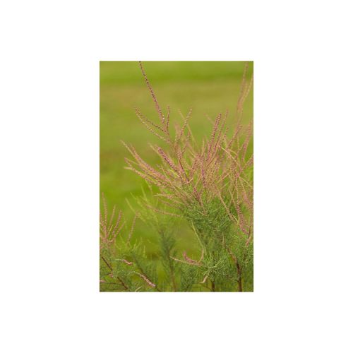 Tamarix ramosissima 'Pink Cascade', Rosarote Tamariske, 100–150 cm