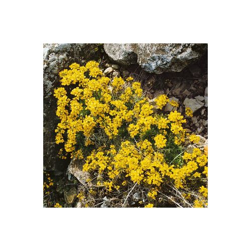 Draba aizoides, Gelber Hungerblümchen, ca. 9x9 cm Topf