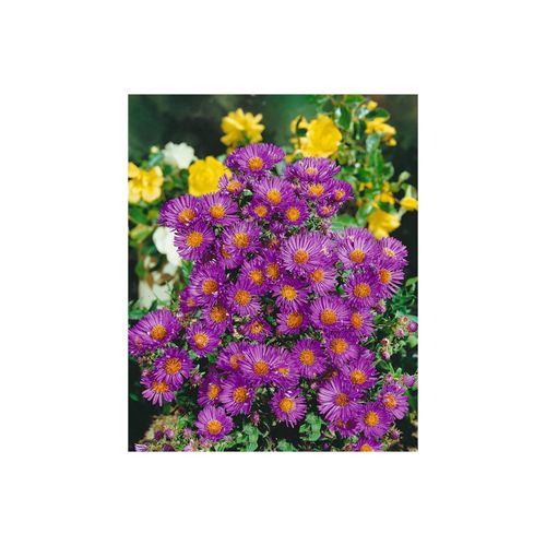 Aster novae-angliae 'Violetta', Herbstaster, violett, ca. 9x9 cm Topf
