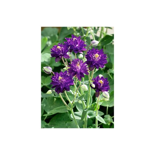 Aquilegia vulgaris 'Blue Barlow', Akelei, blau, ca. 9x9 cm Topf