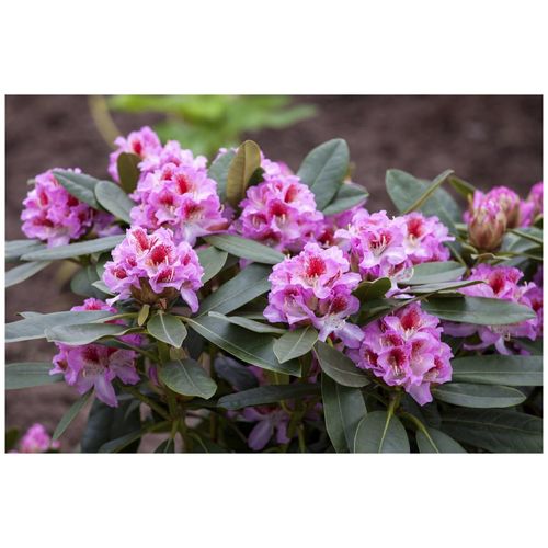 Rhododendron Hybr. 'Belami', Rhododendron, 30–40 cm