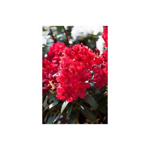 Rhododendron Hybr. 'Erato', Rhododendron, 40–50 cm, rot
