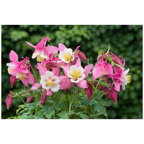 Aquilegia flab.'Spring Magic Rosa-Weiß', Akelei, rosa-weiß, ca. 9x9 cm Topf