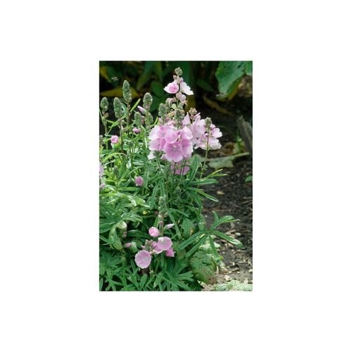 Alcalthaea suffrutescens 'Parkfrieden', Malvenrose, rosa, ca. 11x11 cm Topf