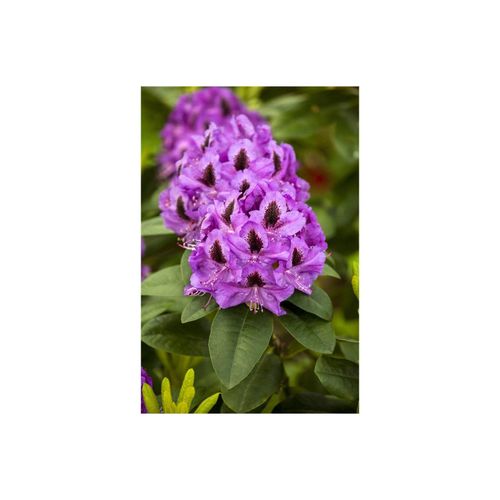 Rhododendron Hybr. 'Orakel', Rhododendron, rot, 30–40 cm