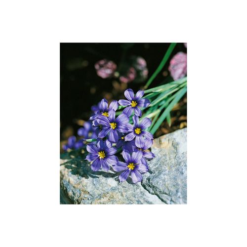 Sisyrinchium bellum, blau, ca. 9x9 cm Topf