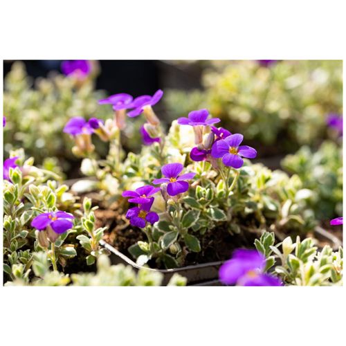 Aubrieta x cult. 'Silberrand', Blaukissen, silberner Rand, ca. 9x9 cm Topf