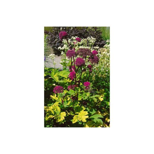 Angelica gigas, Riesen-Engelwurz, purpurrot, ca. 11x11 cm Topf