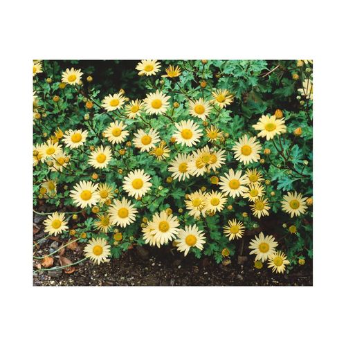 Chrysanthemum Arcticum-Hyb. 'Schwefelglanz', schwefelgelb, ca. 9x9 cm Topf