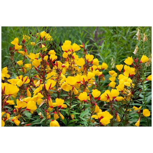 Oenothera tetragona 'Sonnenwende', Nachtkerze, gelb, ca. 9x9 cm Topf