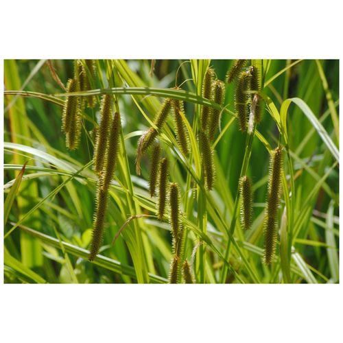 Carex pseudocyperus, Scheinzypergras-Segge, ca. 9x9 cm Topf