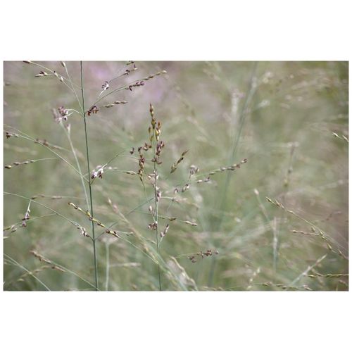 Panicum virgatum 'Prairie Sky', Rutenhirse, ca. 9x9 cm Topf