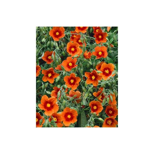 Helianthemum x cult. 'Bronzeteppich', Sonnenröschen, bronzefarben, ca. 9x9 cm Topf