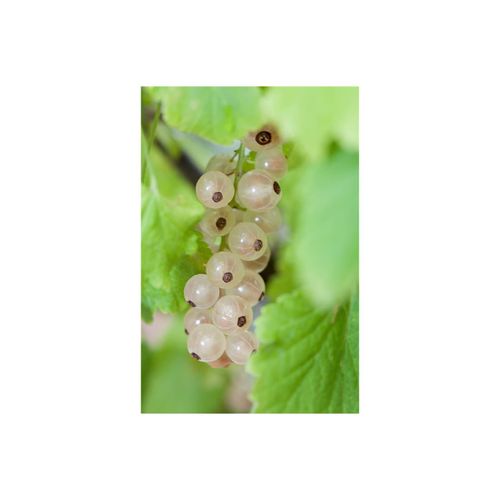 Ribes rubrum 'Blanka', Rote Johannisbeere, 40–60 cm