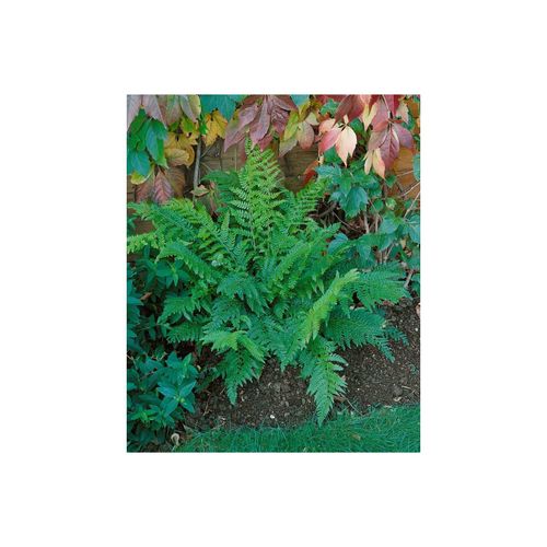 Polystichum setiferum 'Prolif.Dahlem', Schildfarn, ca. 9x9 cm Topf