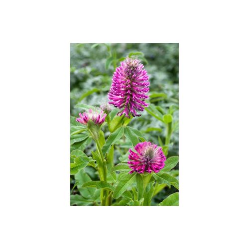 Trifolium rubens, Rotklee, ca. 9x9 cm Topf