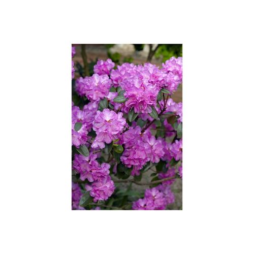 Rhododendron carolinianum 'P.J.Mezitt', rosa Blüten, 20–25 cm