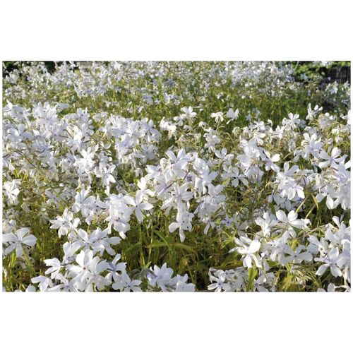 Phlox divaricata 'White Perfume', Duft-Phlox, weiß, ca. 9x9 cm Topf