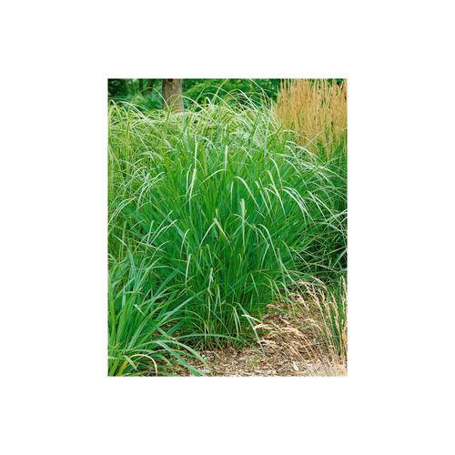 Panicum virgatum 'Warrior', Rutenhirse, ca. 9x9 cm Topf