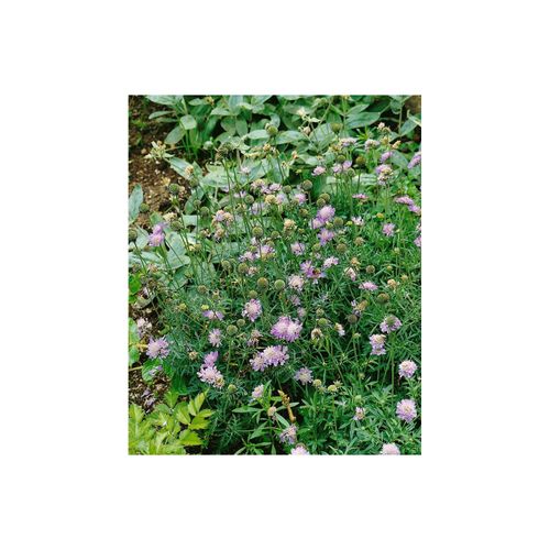 Scabiosa columbaria 'Nana', Taubenskabiose, blau, ca. 9x9 cm Topf