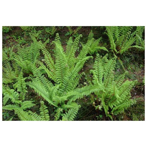 Polystichum setiferum 'Herrenhausen', Schildfarn, ca. 9x9 cm Topf