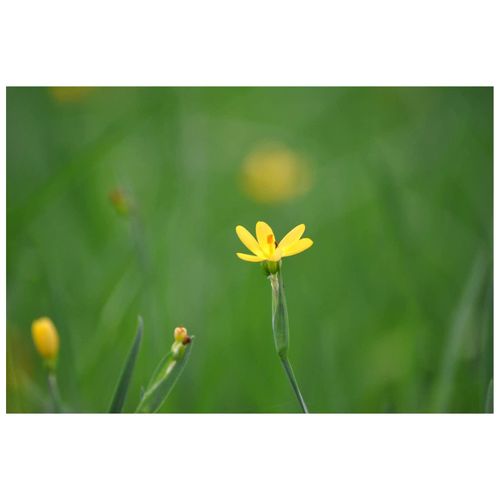 Sisyrinchium californicum, gelbblühend, ca. 9x9 cm Topf