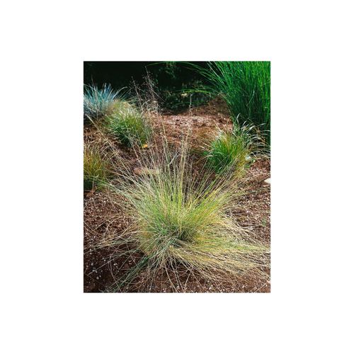 Muhlenbergia capillaris, rosa Blüten, ca. 9x9 cm Topf