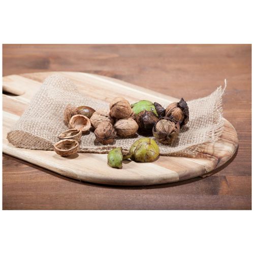 Juglans regia, Walnussbaum, 125–150 cm, robust