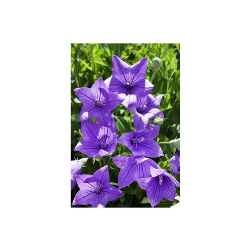 Platycodon grandiflorus 'Fuji Blue', Ballonblume, blau, ca. 9x9 cm Topf