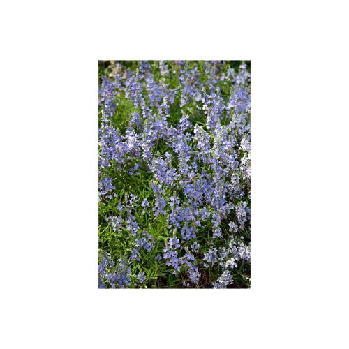 Veronica prostrata, Ehrenpreis, blau, ca. 9x9 cm Topf