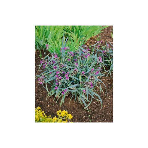 Tradescantia x andersoniana 'Concord Grape', lila, ca. 9x9 cm Topf