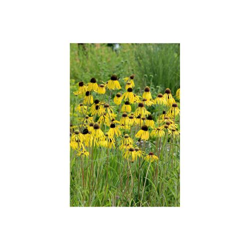 Echinacea paradoxa, Gelber Sonnenhut, ca. 9x9 cm Topf